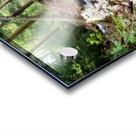 Foamflower Streamside Acrylic print