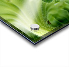 Sunflower Sepals Acrylic print