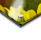 Sunflower Right Acrylic print