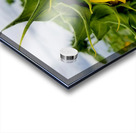 Sunflower Beak Acrylic print