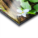 White Trillium Line Acrylic print