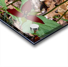 Trillium Impression Acrylique