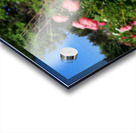 Salmon Peony Row Acrylic print