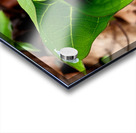 White Trillium Bud 2 Acrylic print