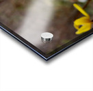 Trout Lilies Acrylic print