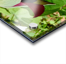Red Trillium Nodding Acrylic print