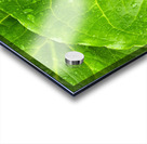 Skunk Cabbage Acrylic print