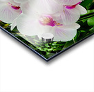 Orchid Cluster Acrylic print