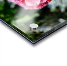 Variegated Poppy Acrylic print