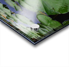 Water Lily 2 Acrylic print