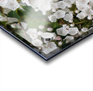 White Mountain Laurel Acrylic print