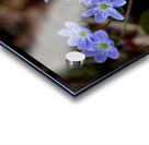 Hepatica Acrylic print