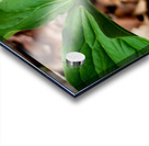 White Trillium Bud Impression Acrylique