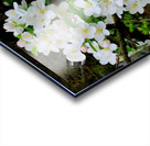 Apple Blossoms Impression Acrylique