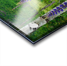 Maine Lupines Acrylic print