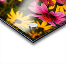 Echinacea And Rudbeckia Acrylic print
