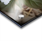 Painted Trillium Acrylic print