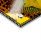 Unfurling Sunflower Acrylic print