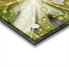 Raindrops On Mayapple Acrylic print