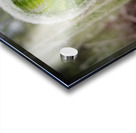 Fiddlehead Acrylic print