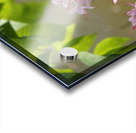 Native Azalea 2 Acrylic print