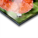 Poppy Acrylic print