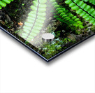 Maidenhair Spleenwort Acrylic print