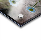 Daisies Acrylic print