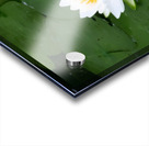 Water Lily 1 Acrylic print