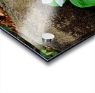 Trillium Duo Acrylic print