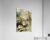 Faces Of The Smokies 1 Acrylic Print