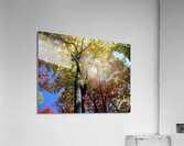 Golden Tree Acrylic Print