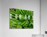 Green False Hellebore Acrylic Print