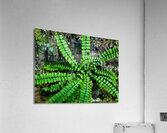 Maidenhair Spleenwort Acrylic Print