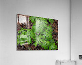 Mayapples 1 Acrylic Print