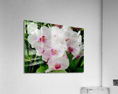 Orchid Cluster Acrylic Print