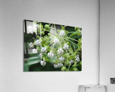 Poke Milkweed Impression acrylique