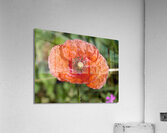 Poppy Acrylic Print