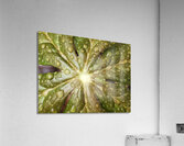 Raindrops on Mayapple Acrylic Print