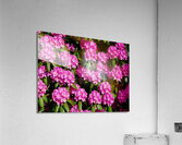Rhododendron Acrylic Print