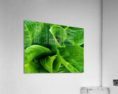 Skunk Cabbage Furls Acrylic Print