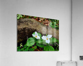 Trillium Duo Acrylic Print