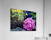 VT Peony 1 Acrylic Print