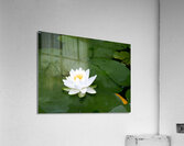 Water Lily 1 Acrylic Print
