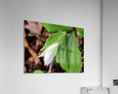 White Trillium Bud 1 Acrylic Print