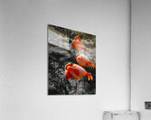 Flamingos Tucked Impression acrylique