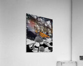 Monarch Butterfly Acrylic Print