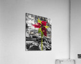 Red Trillium Acrylic Print