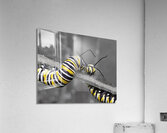 Monarch Caterpillars Acrylic Print