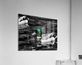 Mallard Duck Acrylic Print